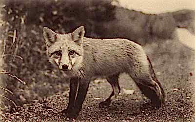 Why “After The Fox?”